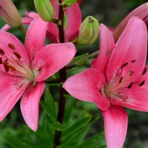 Asiatic Lily, Vermeer