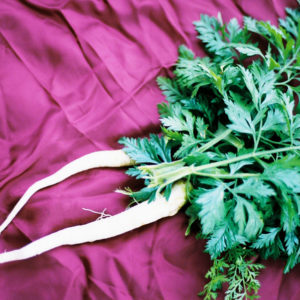 Parsley, Hamburg Rooted