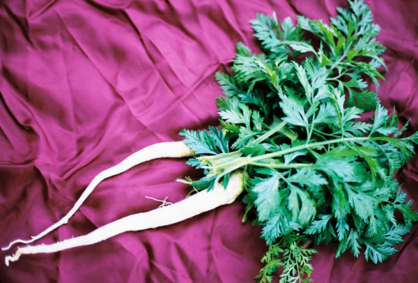 Parsley, Hamburg Rooted