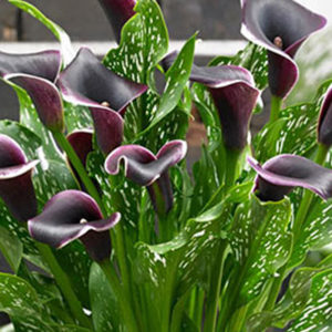 Calla Lily, Barracuda - 1 Bulb