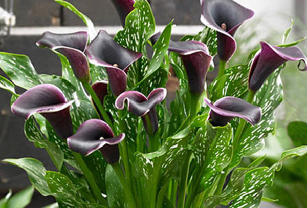 Calla Lily, Barracuda - 1 Bulb