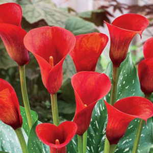 Calla Lily, Rocket - 1 Bulb