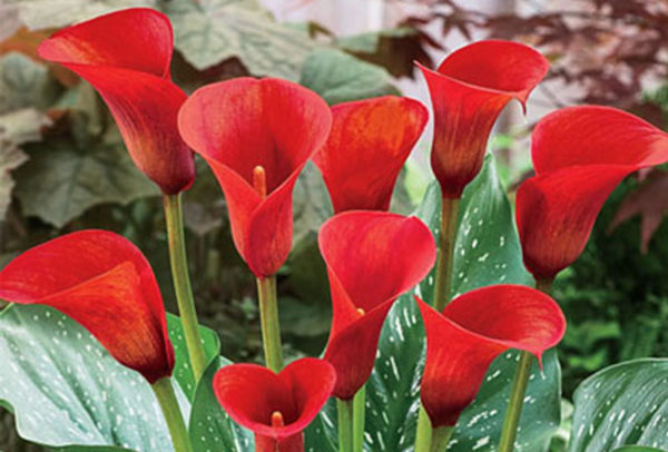 Calla Lily, Rocket - 1 Bulb