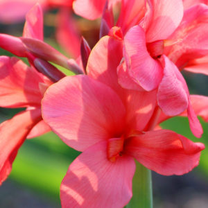 Canna Lily, Miss Oklahoma - 2 Bulbs