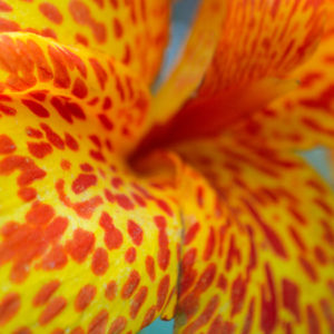 Canna Lily, Picasso - 2 Bulbs