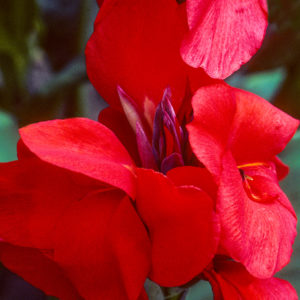 Canna Lily, Red Dazzler - 2 Bulbs