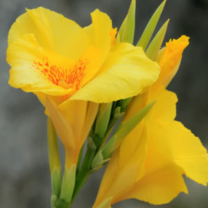 Canna Lily, Richard Wallace - 2 Bulbs