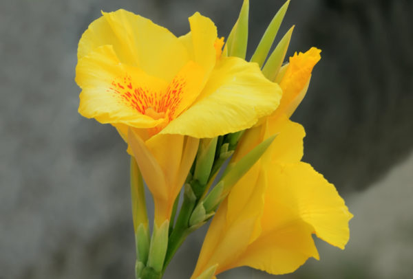 Canna Lily, Richard Wallace - 2 Bulbs