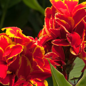 Canna Lily, Taroudant - 2 Bulbs