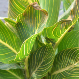 Indica Canna Lily, Tropicanna Gold - 2 Bulbs