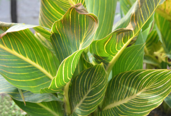 Indica Canna Lily, Tropicanna Gold - 2 Bulbs