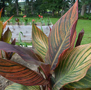 Indica Canna Lily, Tropicanna - 2 Bulbs