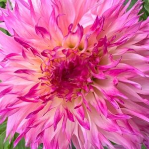 Fimbriata Dahlia, Pinelands Princess