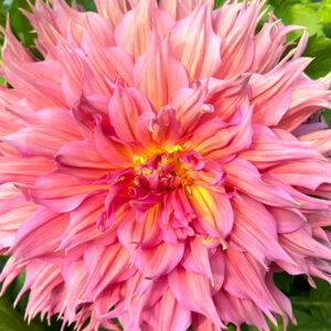 Fimbriata Dahlia, Omega