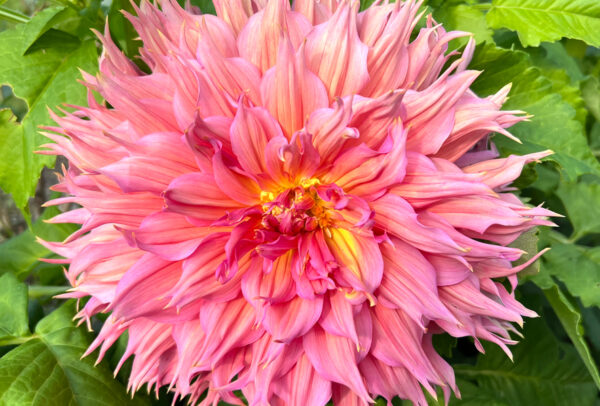 Fimbriata Dahlia, Omega