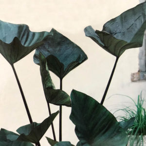 Elephant Ear Roots, Alocasia Tea Cup – STRONGLY DEER RESISTANT AND REPELLENT