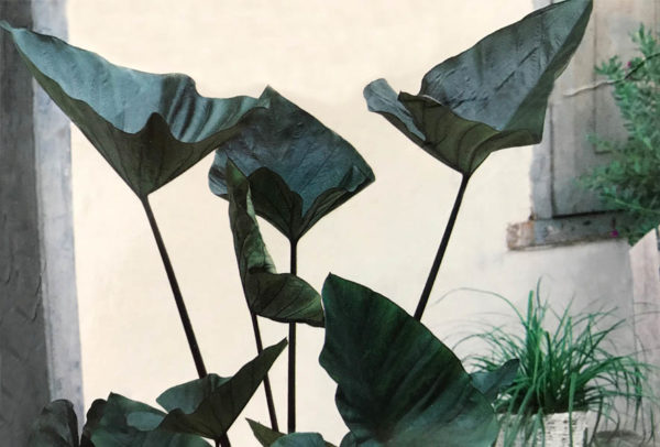 Elephant Ear Roots, Alocasia Tea Cup – STRONGLY DEER RESISTANT AND REPELLENT