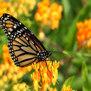 Butterfly Milkweed