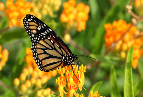 Butterfly Milkweed