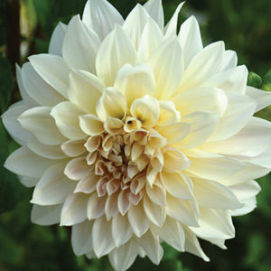 Dinnerplate Dahlia, Café au Lait