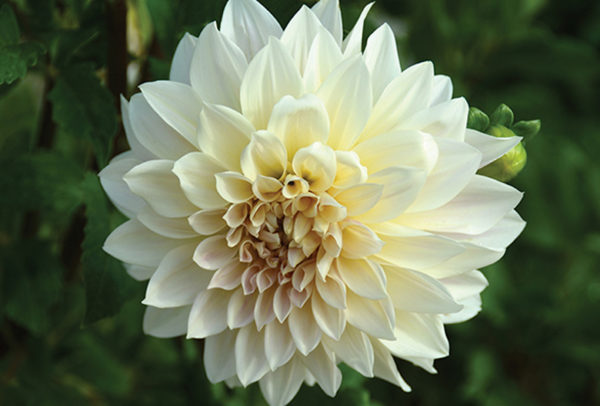 Dinnerplate Dahlia, Café au Lait