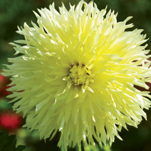 Fimbriata Dahlia, Canary Fubuki