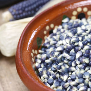 Ornamental Meal Corn, Blue Hopi Corn - A Native American Heirloom