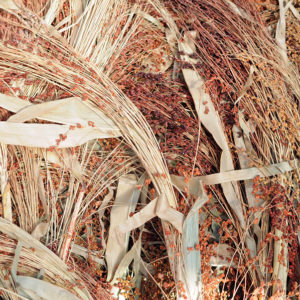 Ornamental Corn, Broom Corn - A Chinese Heirloom