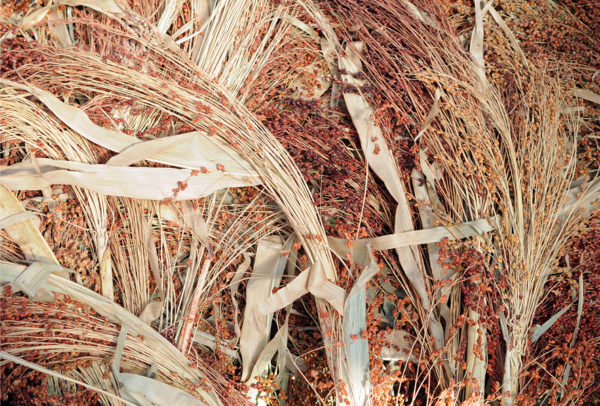 Ornamental Corn, Broom Corn - A Chinese Heirloom