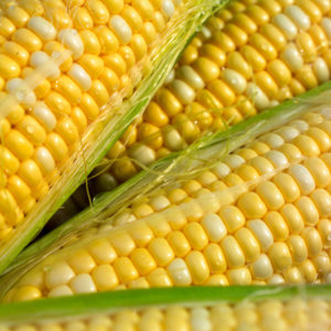 Sweet Corn, Bi-Color - Butter & Sugar