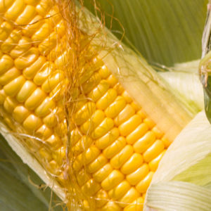 Sweet Corn, Open-Pollinated - Golden Bantam 8 Row