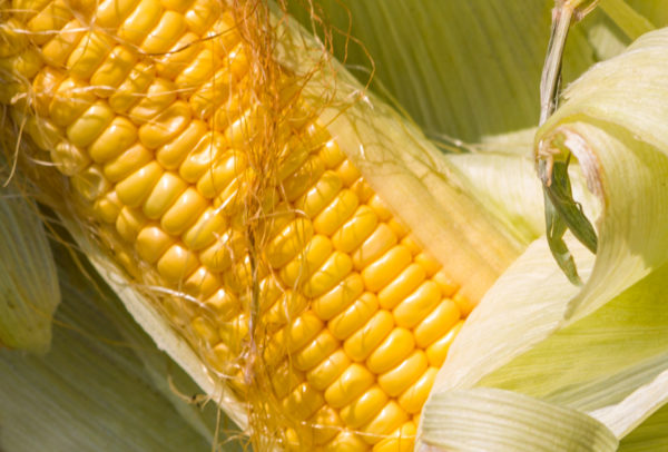 Sweet Corn, Open-Pollinated - Golden Bantam 8 Row