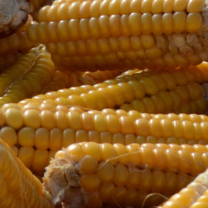 Sweet Corn, Yellow Hybrid - Incredible