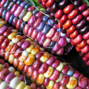 Ornamental Corn, Painted Mountain