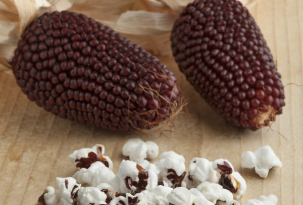 Popcorn, Strawberry Corn -  A Native American Heirloom