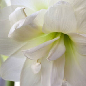 Christmas-Flowering Double Amaryllis, Alfresco