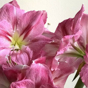 Christmas-Flowering Single Amaryllis, Candy Floss