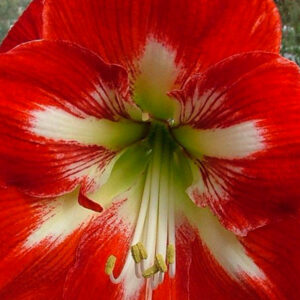 Christmas-Flowering Single Amaryllis, Cocktail