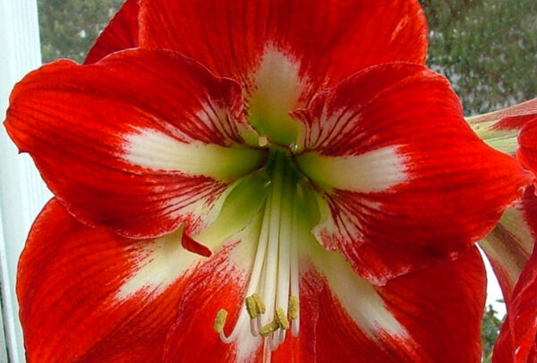 Christmas-Flowering Single Amaryllis, Cocktail