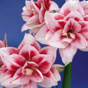 Winter-Flowering Double Dutch Amaryllis, Elvas
