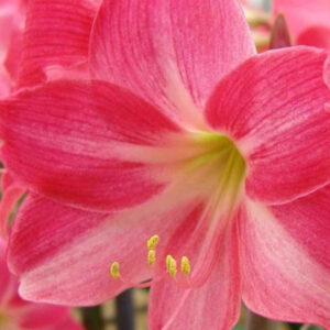 Winter-Flowering Exotic Dutch Miniature Amaryllis, Neon