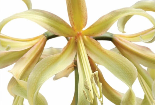 Christmas-Flowering Miniature Amaryllis, Saffron