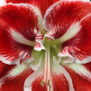 Winter-Flowering Single Dutch Amaryllis, Samba