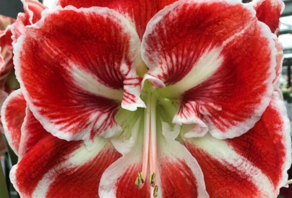 Winter-Flowering Single Dutch Amaryllis, Samba
