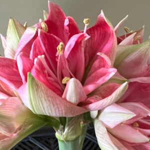 Winter-Flowering Double Dutch Amaryllis, Sweet Nymph