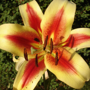 Oriental Trumpet Lily, Montego Bay