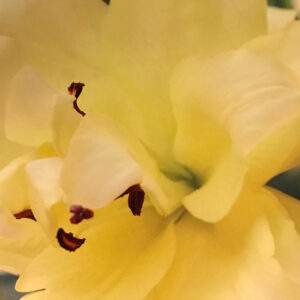 Oriental Trumpet Lily, Exotic Sun