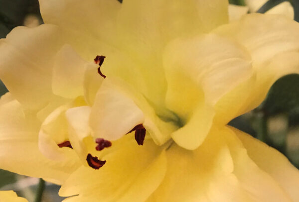 Oriental Trumpet Lily, Exotic Sun