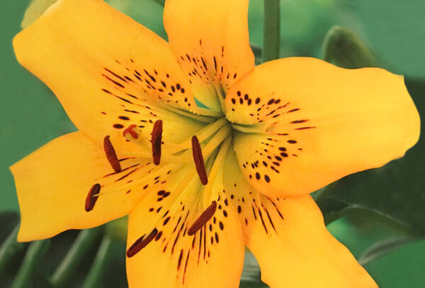 Tigrinum Lily, Yellow Bruse