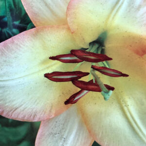 Oriental Trumpet Lily, Boogie Woogie
